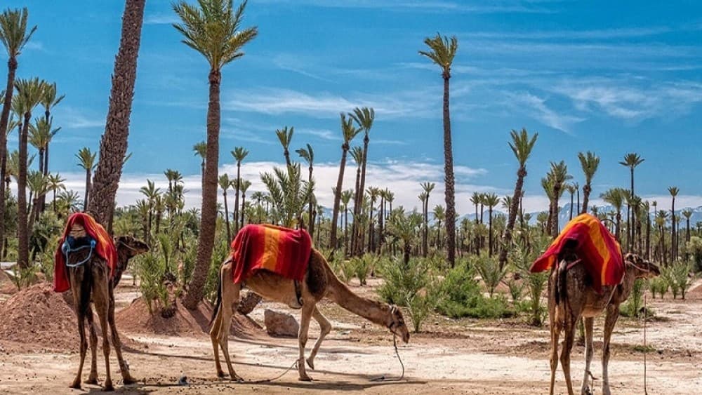 Camel Ride in the Palm Grove of Marrakech | ®ExcursionMania