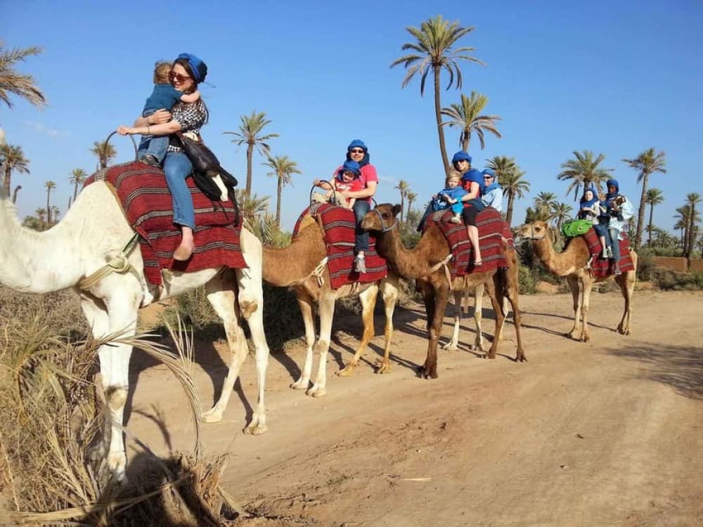 Camel Ride in the Palm Grove of Marrakech | ®ExcursionMania