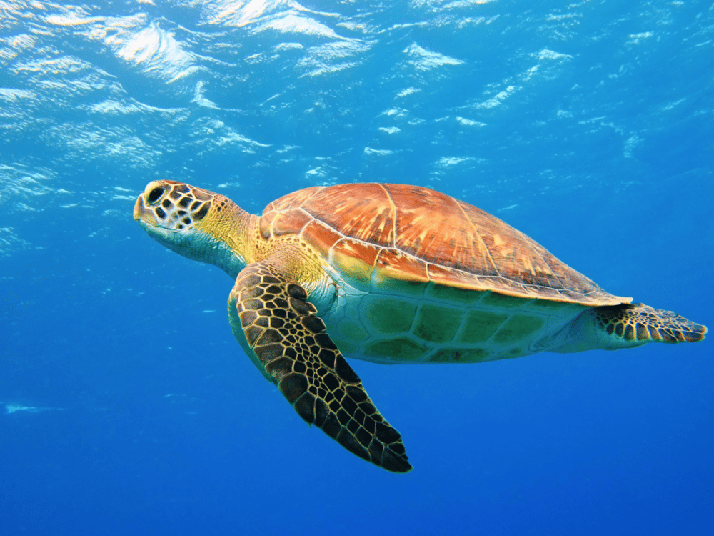 Fethiye: Dalyan Tour Mud Baths & Turtle Beach w/River Cruise | ®ExcursionMania