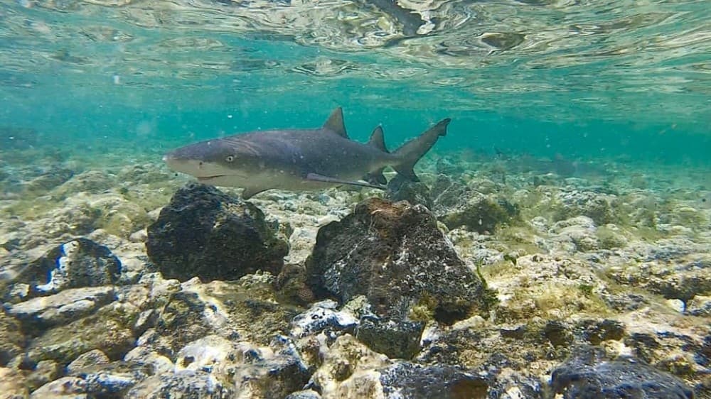 Sal: Island Experience Tour with a Certified Local Guide | ®ExcursionMania