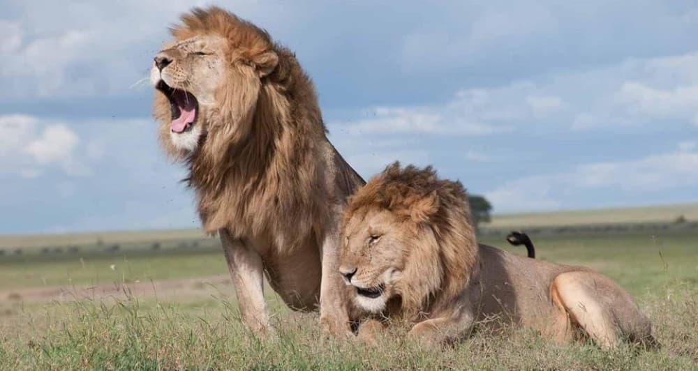 Nairobi: National Park, Elephant Orphanage, & Giraffe Center | ®ExcursionMania