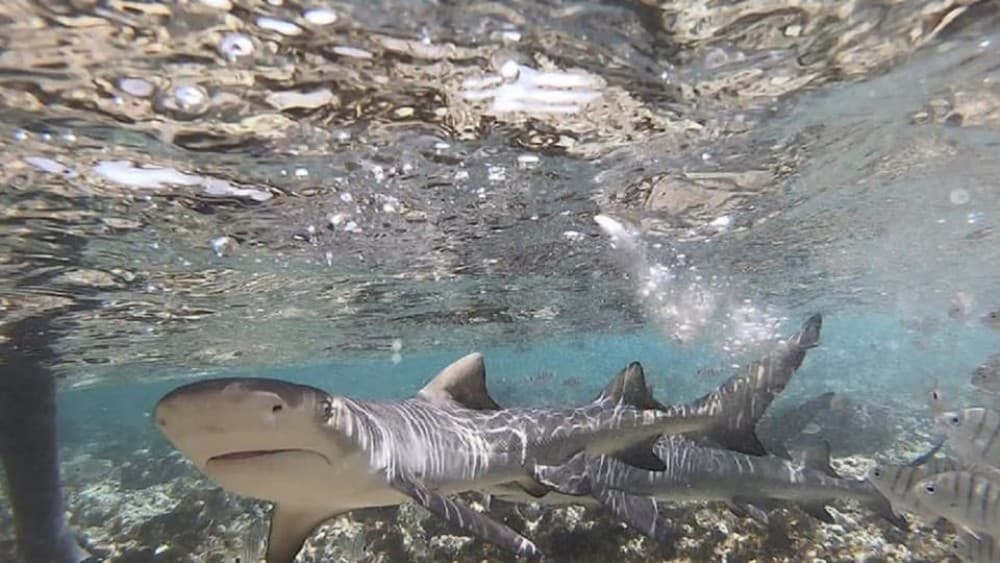 Sal Island: Shark Bay Experience from Santa Maria | ®ExcursionMania