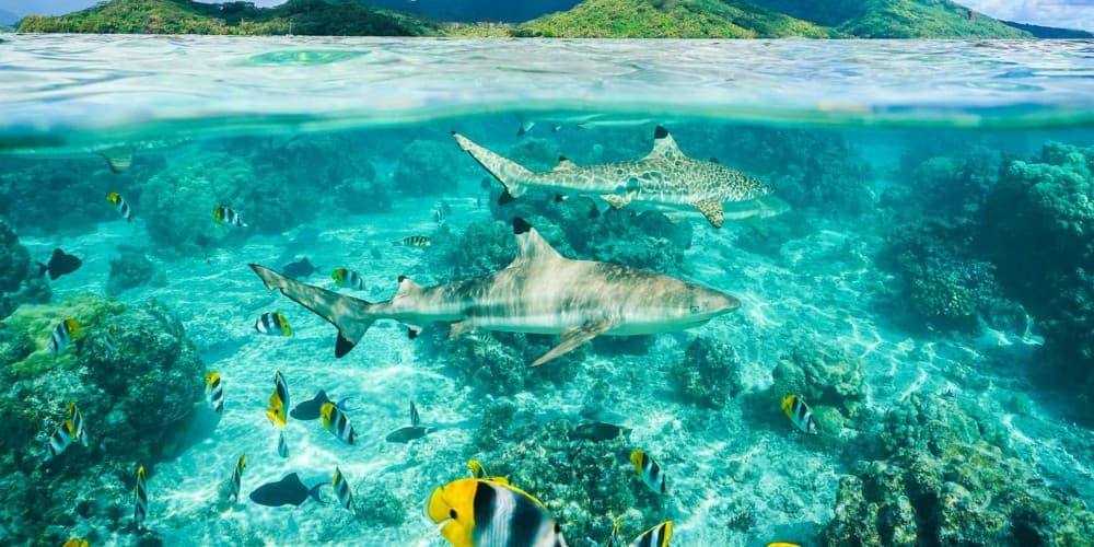 Sal Island: Shark Bay Experience from Santa Maria | ®ExcursionMania