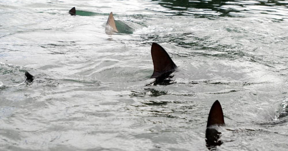 Sal Island: Shark Bay Experience from Santa Maria | ®ExcursionMania
