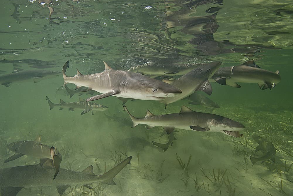 Sal Island: Shark Bay Experience from Santa Maria | ®ExcursionMania