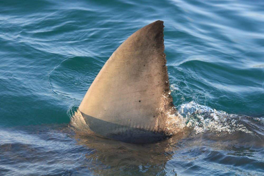 Sal Island: Shark Bay Experience from Santa Maria | ®ExcursionMania