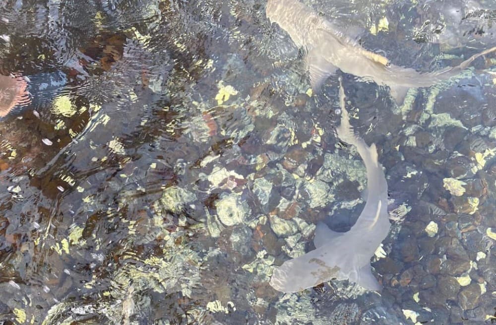 Sal Island: Shark Bay Experience from Santa Maria | ®ExcursionMania