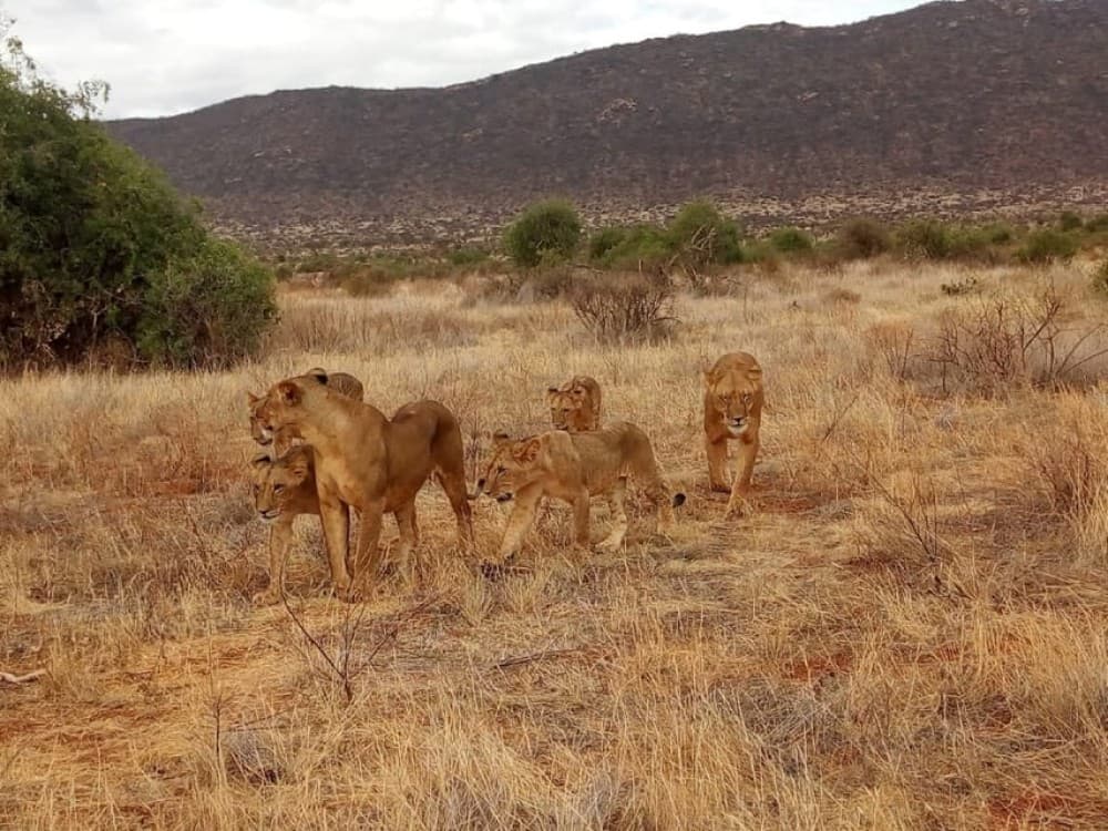 Nairobi National Park Half-Day Game Drive | ®ExcursionMania