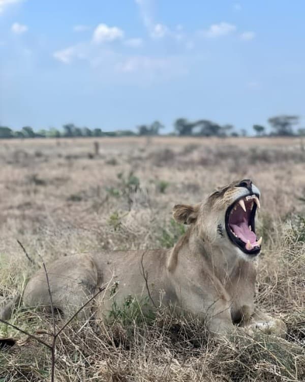 Zanzibar: 3-Day Safari Adventure to Mikumi National Park | ®ExcursionMania