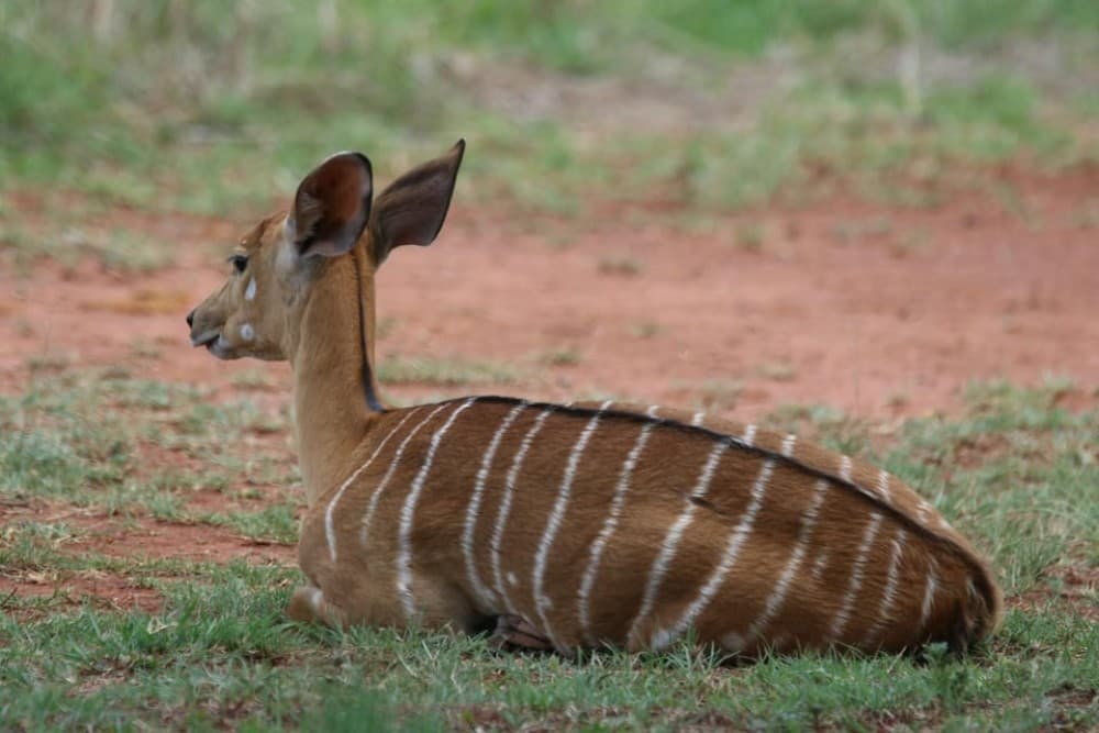 Nairobi National Park: Early Morning / Afternoon Game Drive | ®ExcursionMania