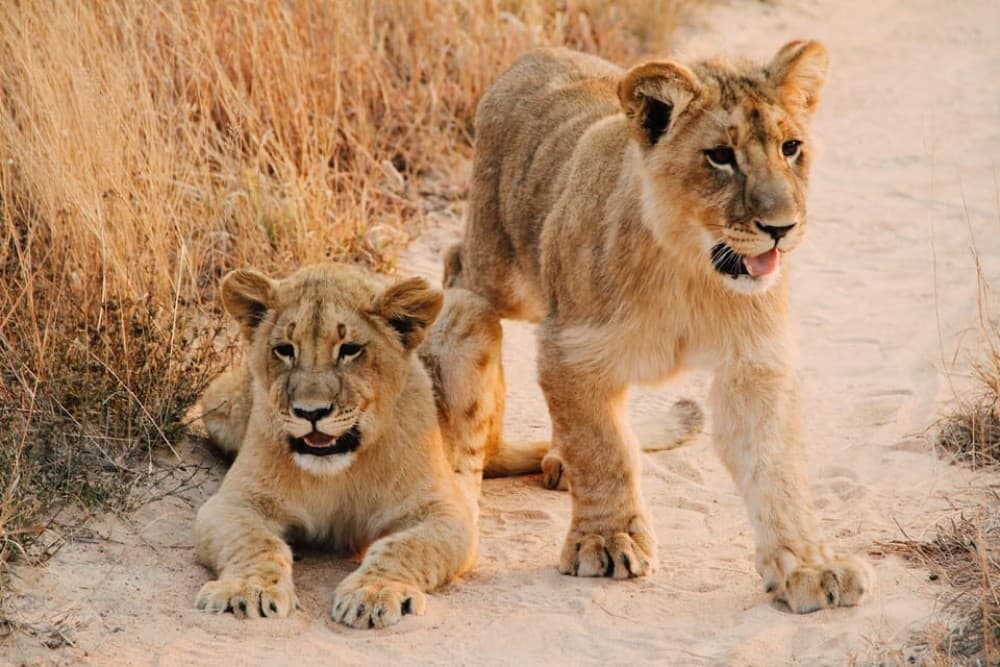 Nairobi National Park: Early Morning / Afternoon Game Drive | ®ExcursionMania