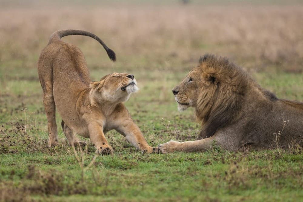 Nairobi National Park: Early Morning / Afternoon Game Drive | ®ExcursionMania