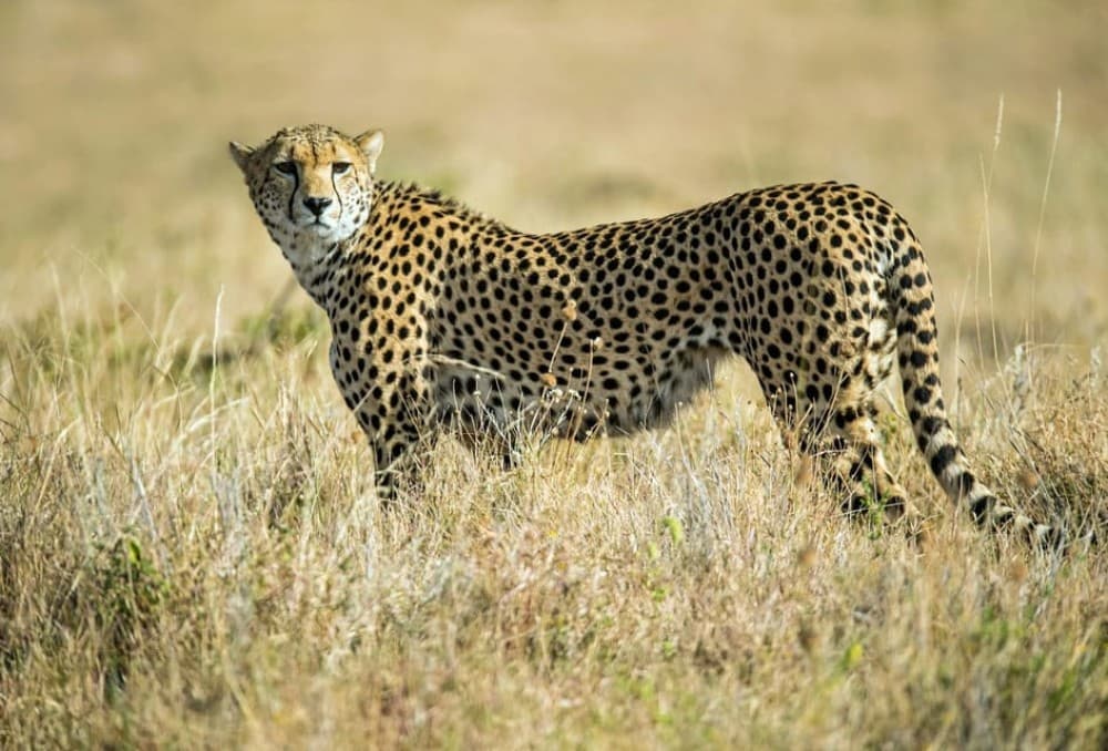 Nairobi National Park: Early Morning / Afternoon Game Drive | ®ExcursionMania