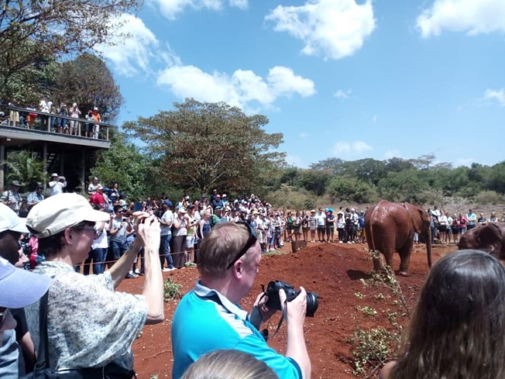 Nairobi: Private Elephant Orphanage Tour | ®ExcursionMania