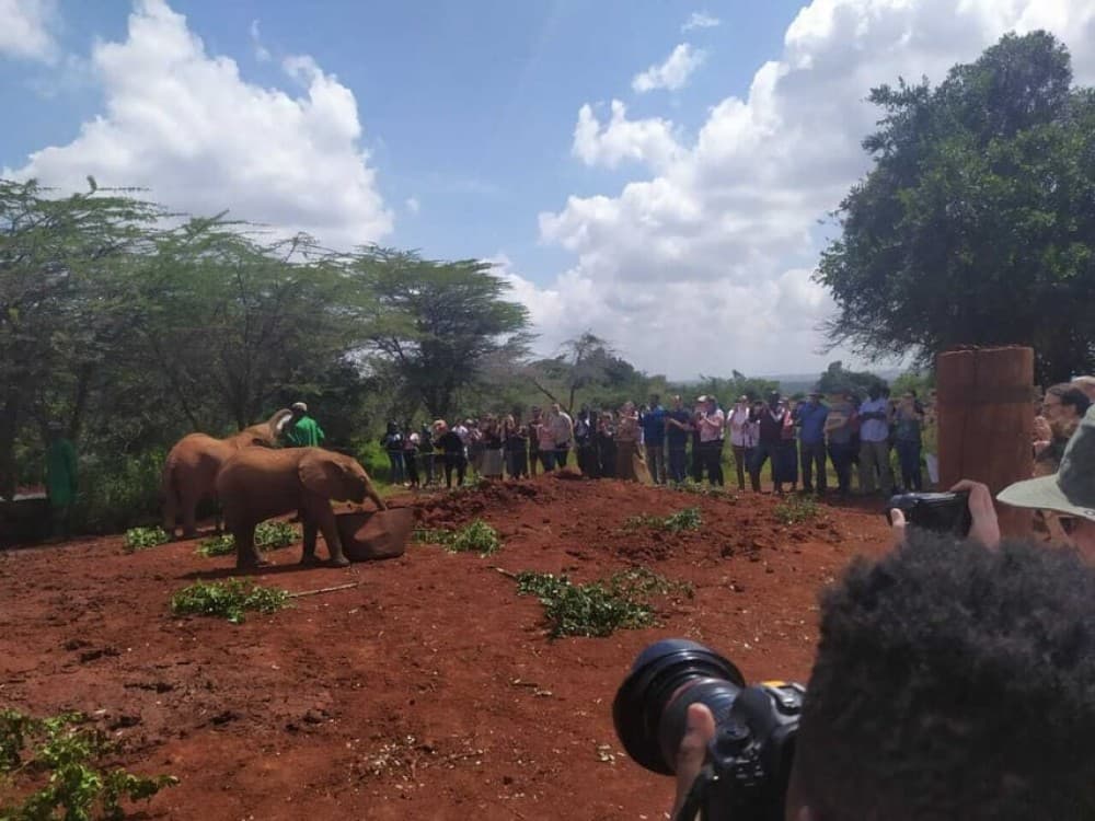 Nairobi: Private Elephant Orphanage Tour | ®ExcursionMania