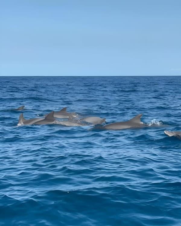 Zanzibar: Dolphin Tour, Snorkeling, and Sandbank Trip | ®ExcursionMania