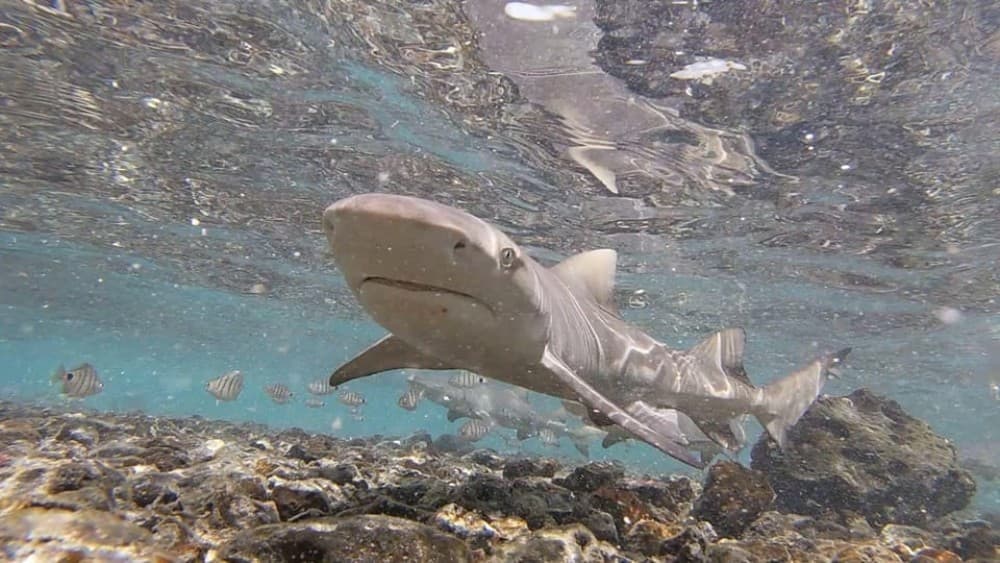Sal: Private Tour Secrets of a native guide All-inclusive | ®ExcursionMania