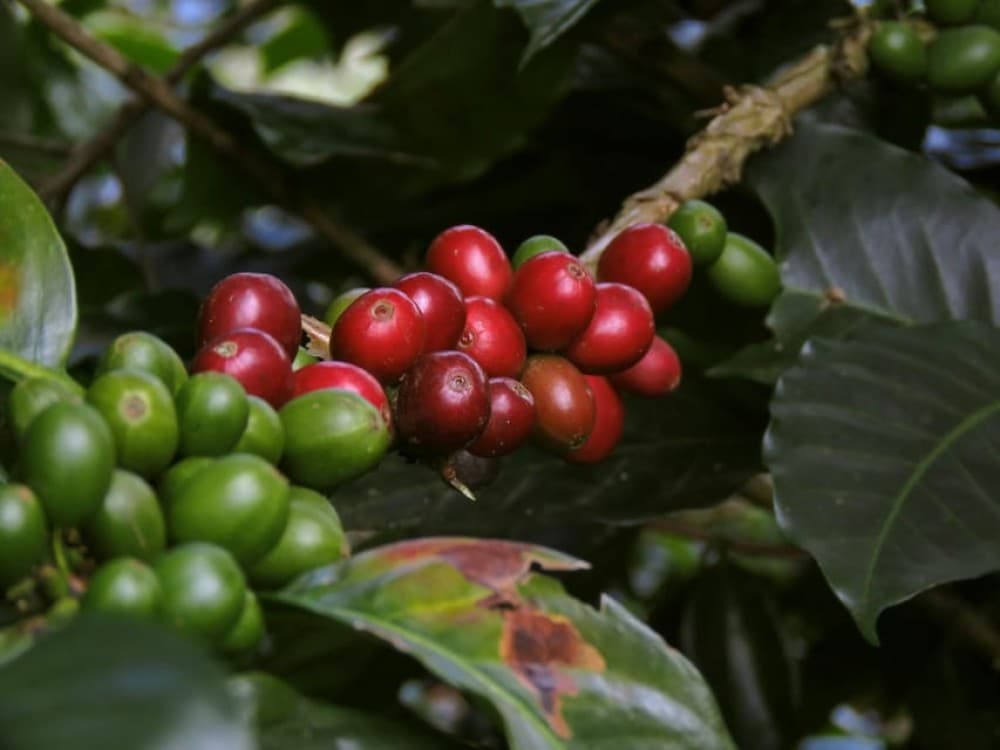 Half Day Tour to Fairview Coffee Farm | ®ExcursionMania