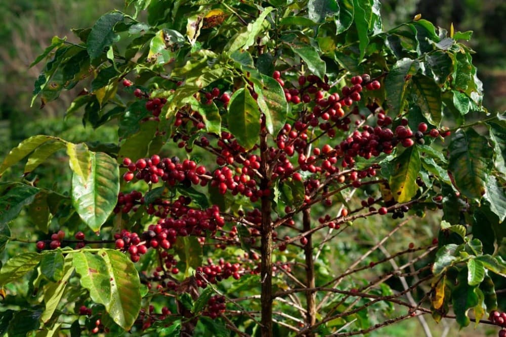 Half Day Tour to Fairview Coffee Farm | ®ExcursionMania