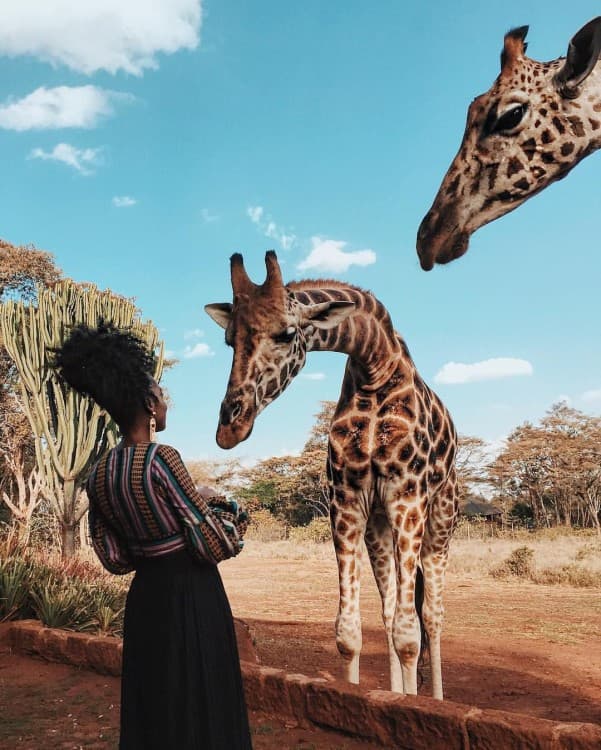Nairobi: Elephants, Giraffes, Karen Blixen & Bomas Tour | ®ExcursionMania