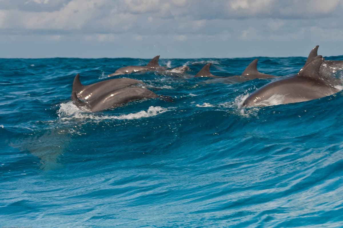 Swimming with Dolphin in Kizimkazi Zanzibar | ®ExcursionMania