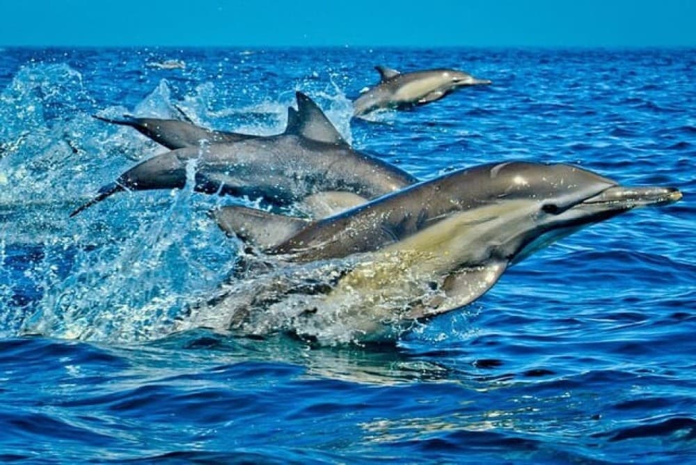 Swimming with Dolphin in Kizimkazi Zanzibar | ®ExcursionMania