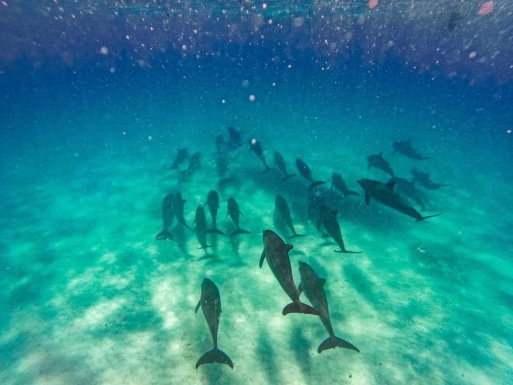 ZANZIBAR DOLPHIN TRIP | ®ExcursionMania