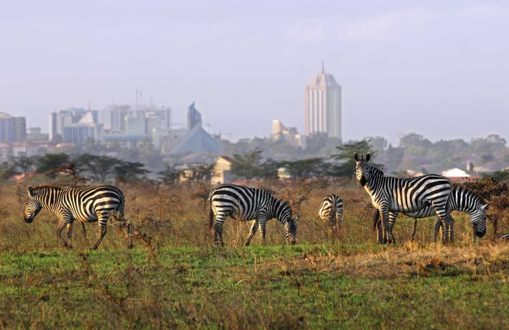 Half-Day Nairobi National Park Safari from Nairobi with Free Pickup | ®ExcursionMania