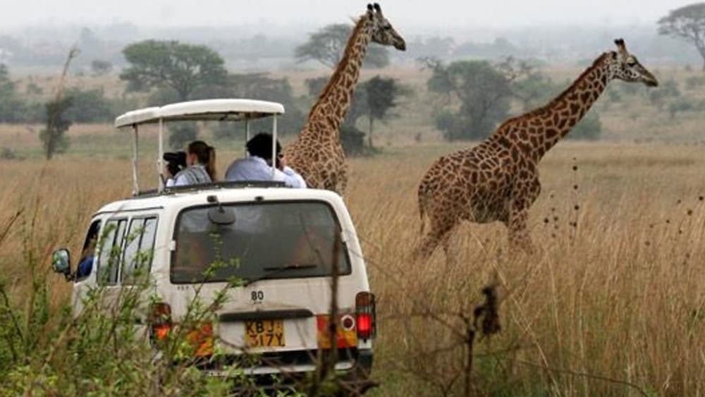 Half-Day Nairobi National Park Safari from Nairobi with Free Pickup | ®ExcursionMania