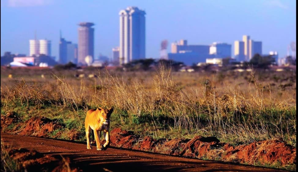 Half-Day Nairobi National Park Safari from Nairobi with Free Pickup | ®ExcursionMania
