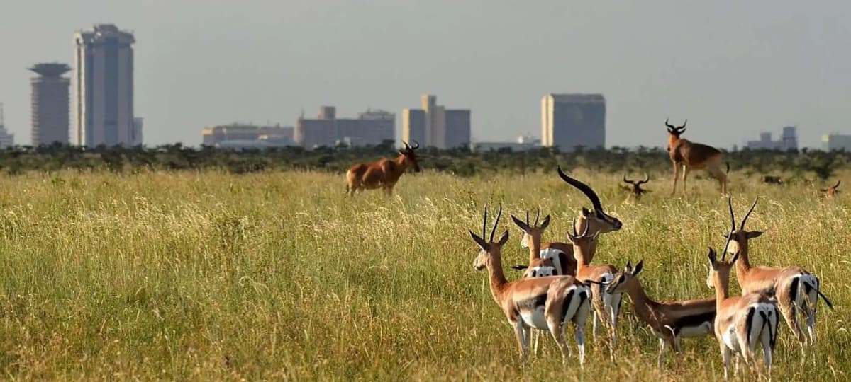 Half-Day Nairobi National Park Safari from Nairobi with Free Pickup | ®ExcursionMania