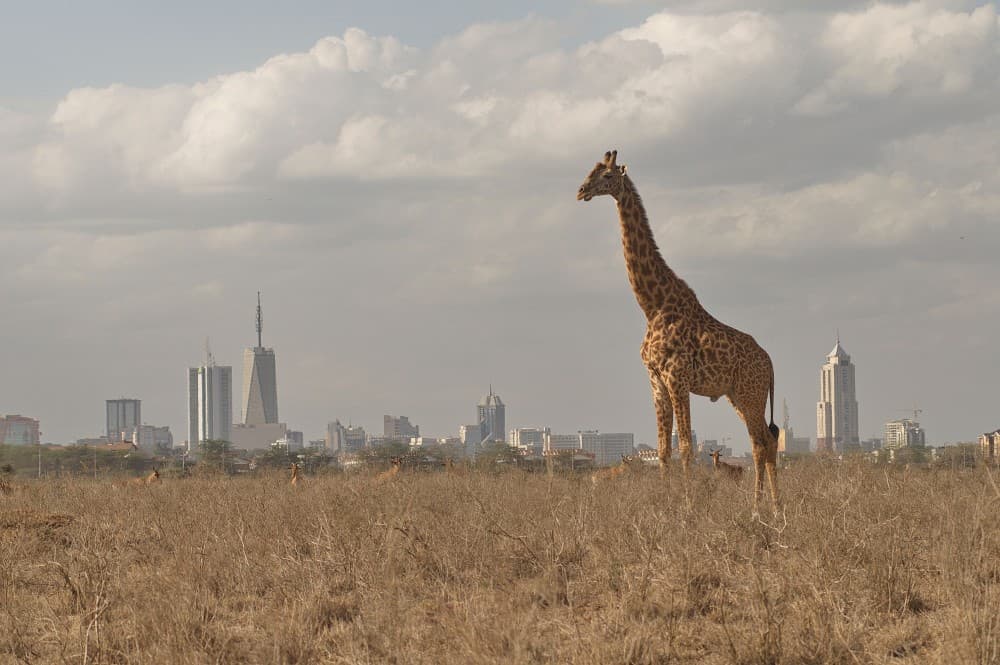 Half-Day Nairobi National Park Safari from Nairobi with Free Pickup | ®ExcursionMania