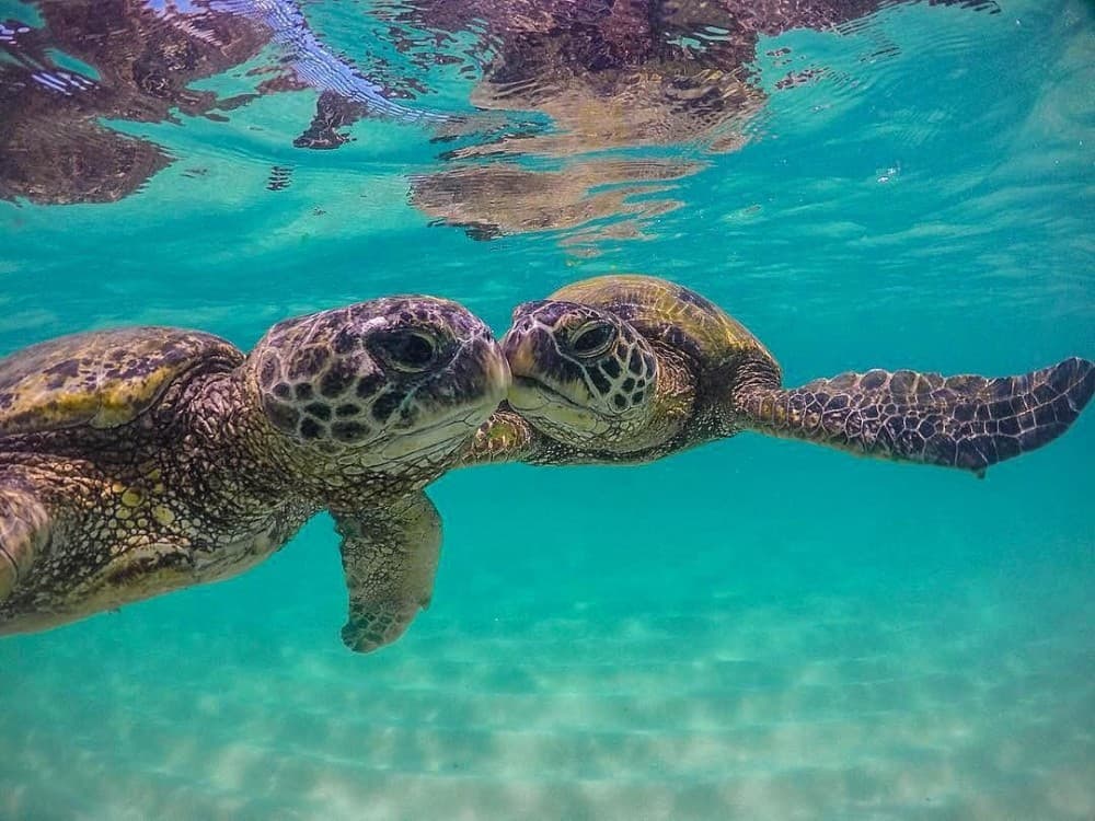 Salaam Cave Swimming with Sea Turtles in Zanzibar Kizimkazi | ®ExcursionMania