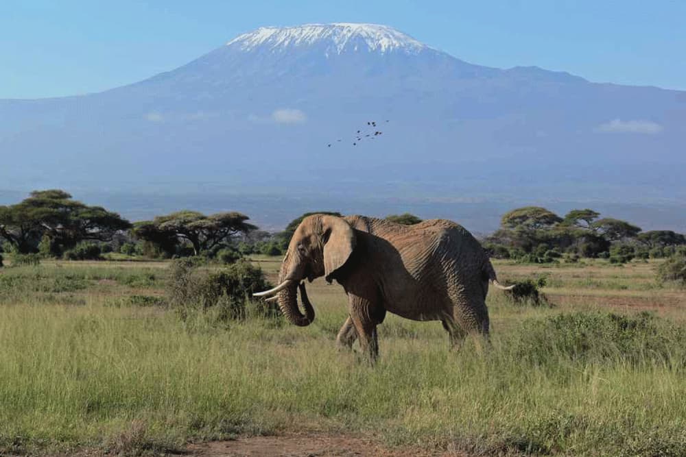 Amboseli National Park Day Trip With Masai Village Visit Tour | ®ExcursionMania