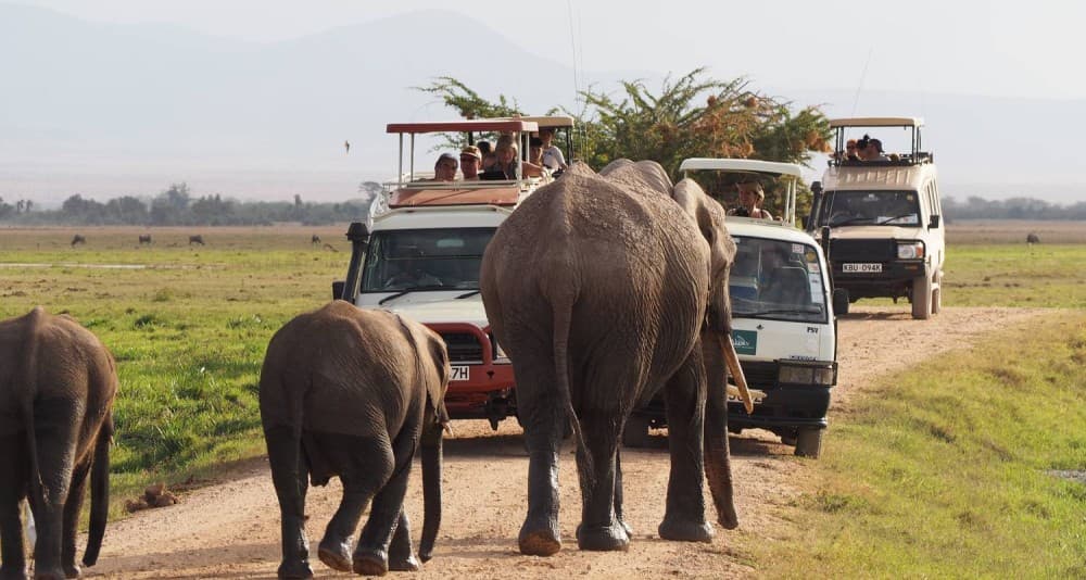 Nairobi National Park Game Drive With Free Pick Up Group Joining | ®ExcursionMania