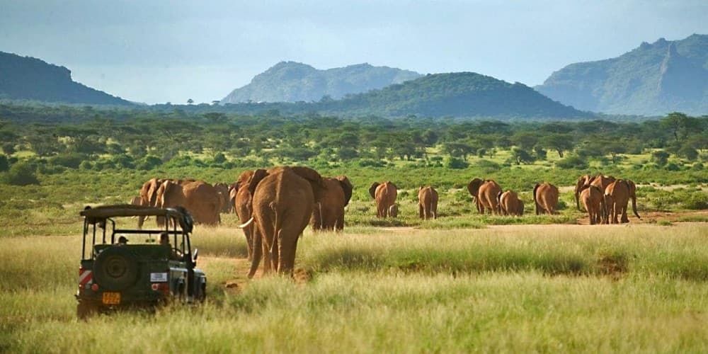 Nairobi National Park Game Drive With Free Pick Up Group Joining | ®ExcursionMania
