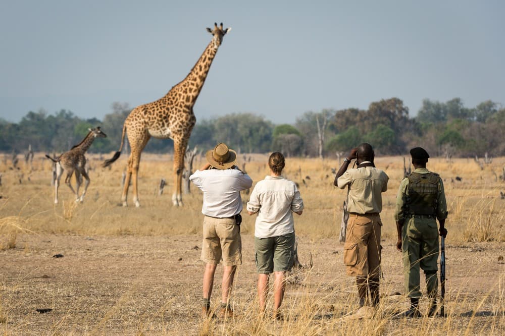 Nairobi National Park Game Drive With Free Pick Up Group Joining | ®ExcursionMania