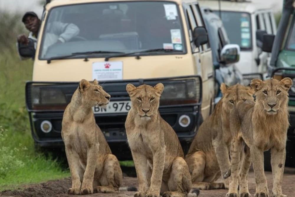 3 Days 2 Nights Masai Mara Joining Safari From Nairobi | ®ExcursionMania