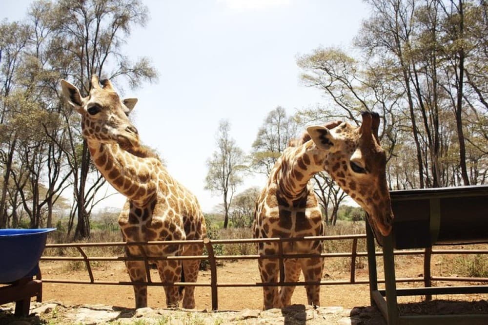 Half Day Elephant Orphanage & Giraffe CenterKobe Beads With Fees | ®ExcursionMania