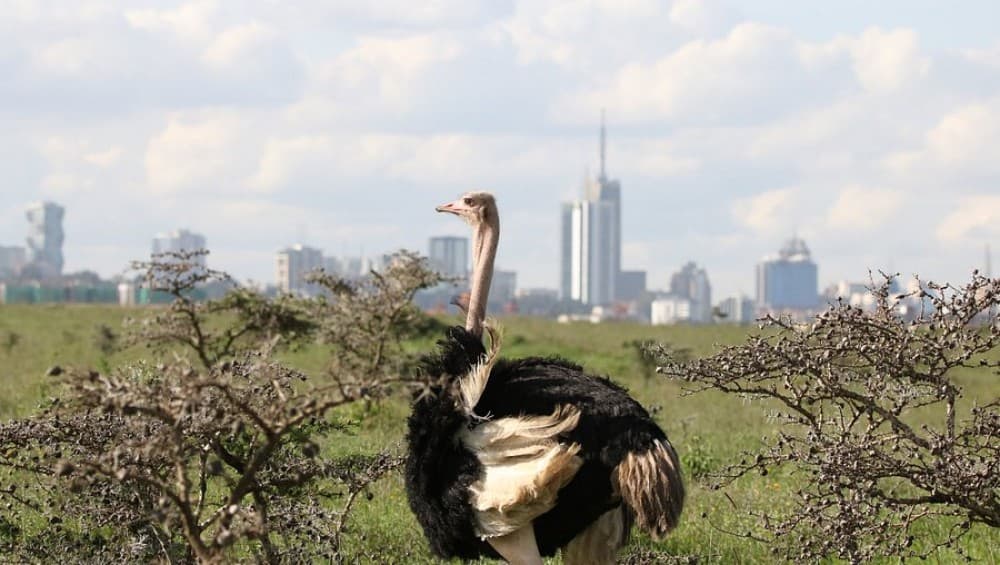 Ngong Hills