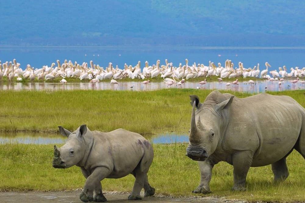 Lake Nakuru National Park: Day Trip from Nairobi | ®ExcursionMania