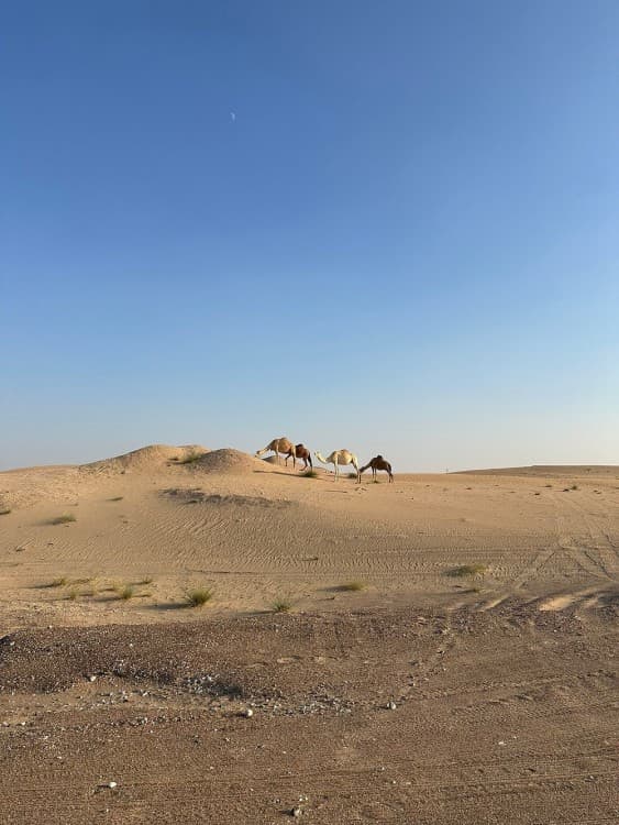 Abu Dhabi Morning Desert Safari with Camel Ride | ®ExcursionMania