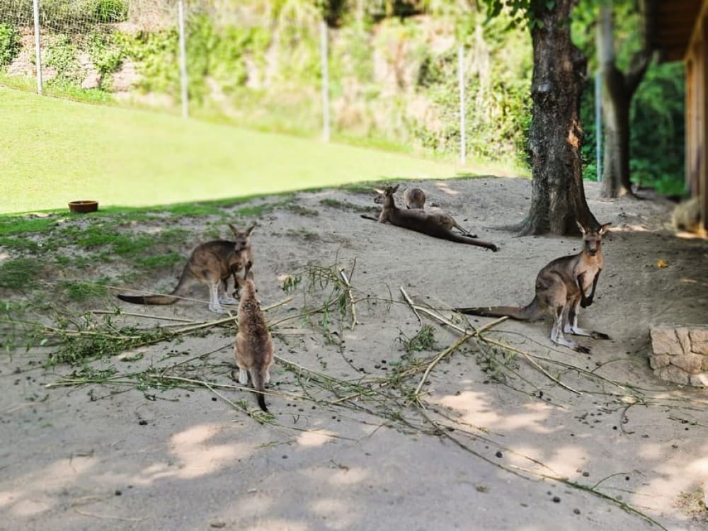 Prague: Prague Zoo Audio Guide with E-Ticket | ®ExcursionMania