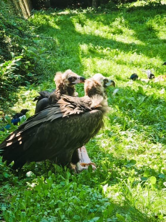 Prague: Prague Zoo Audio Guide with E-Ticket | ®ExcursionMania