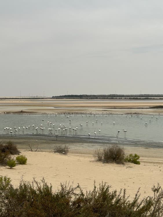 Al Wathba Fossil Dunes and Camel Race Track Trip Abu Dhabi | ®ExcursionMania