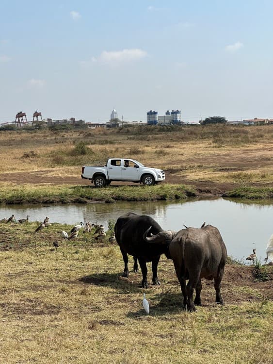 Half-Day Nairobi National Park Safari from Nairobi with Free Pickup | ®ExcursionMania