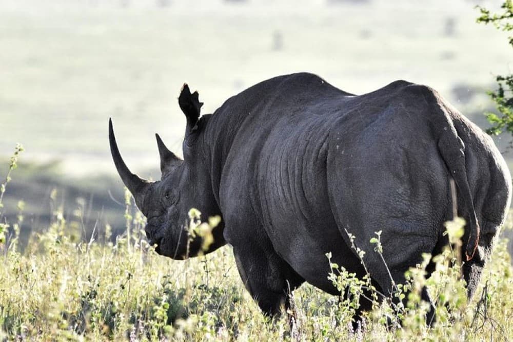 Nairobi National Park, Baby Elephant Orphanage and Giraffe Center | ®ExcursionMania