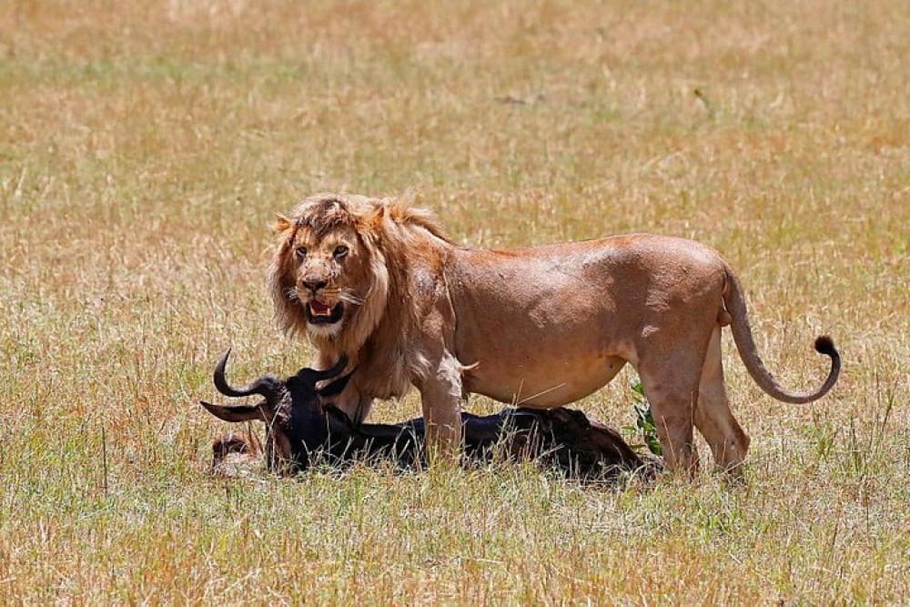 Nairobi National Park, Baby Elephant Orphanage and Giraffe Center | ®ExcursionMania