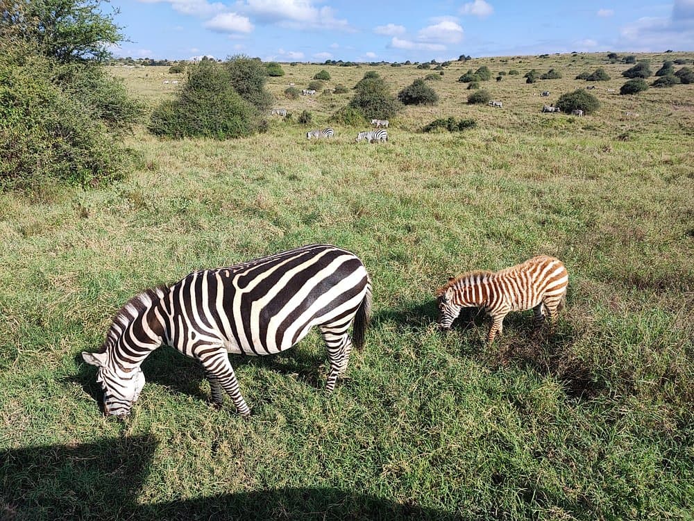 Nairobi National Park, Baby Elephant Orphanage and Giraffe Center | ®ExcursionMania