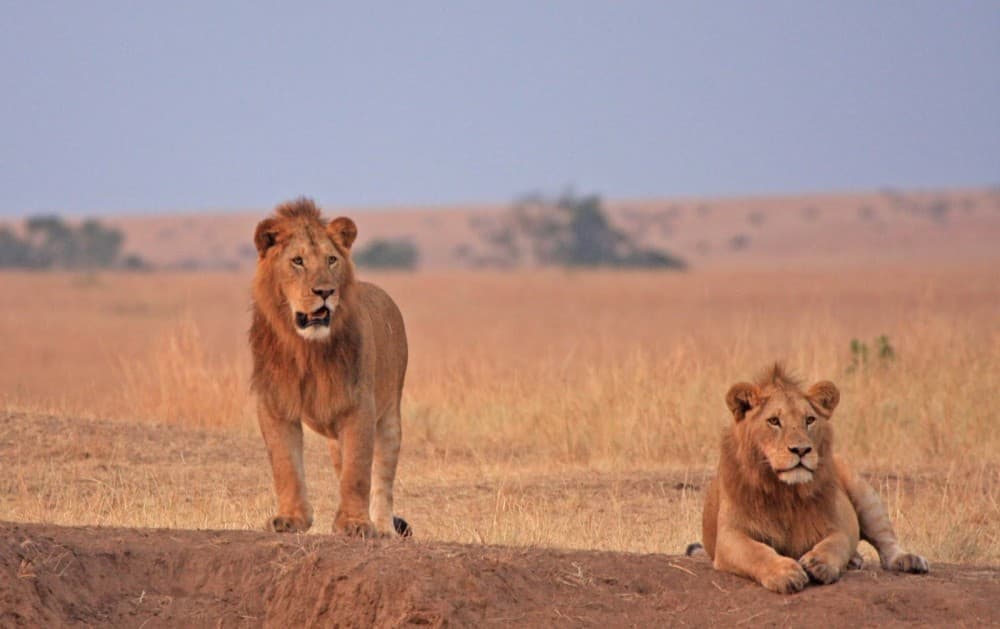 3 Days 2 Nights Masai Mara Joining Safari From Nairobi | ®ExcursionMania